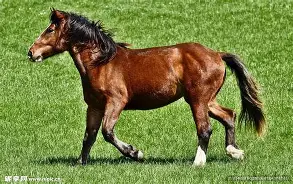 回族人怎么评价马步芳